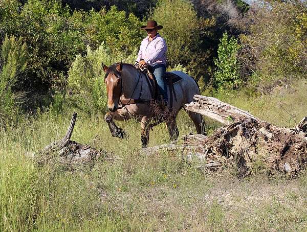 athletic-quarter-horse