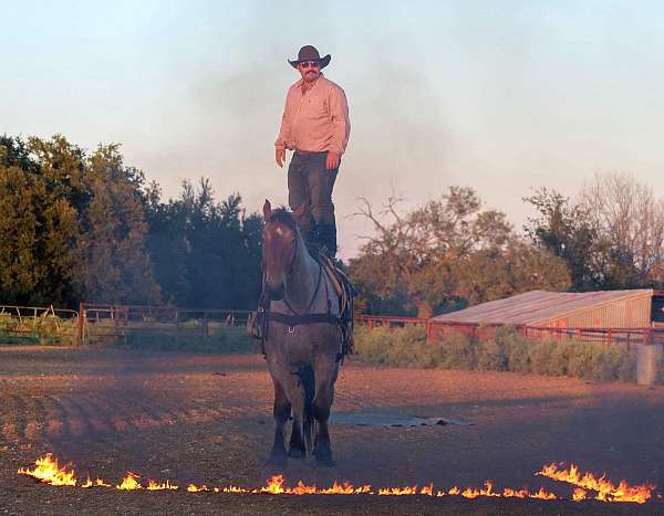 ranch-quarter-horse