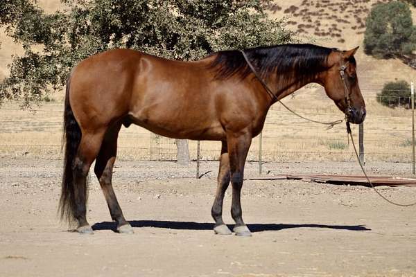 beginner-safe-quarter-horse