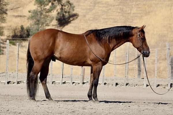 family-horse-quarter