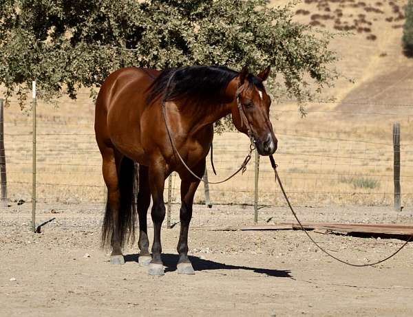 ranch-work-quarter-horse