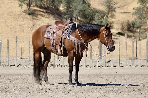 all-around-quarter-horse