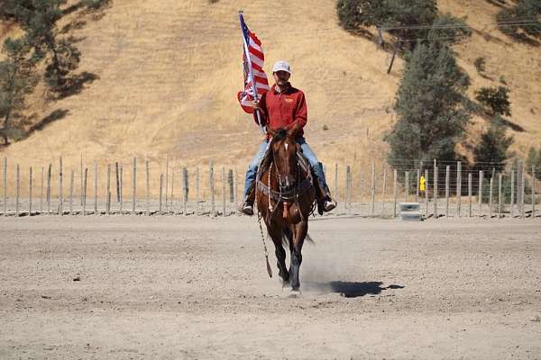 athletic-quarter-horse