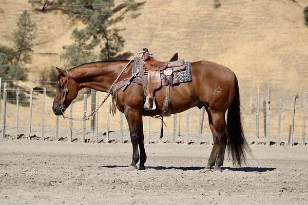 roping-quarter-horse