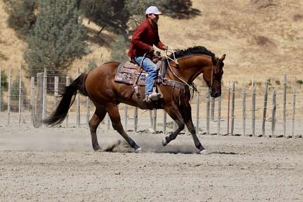 calf-roping-quarter-horse