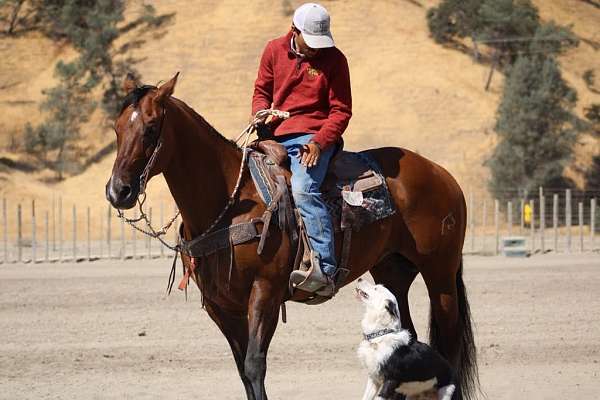 husband-safe-quarter-horse