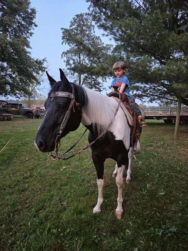 husband-safe-quarter-horse