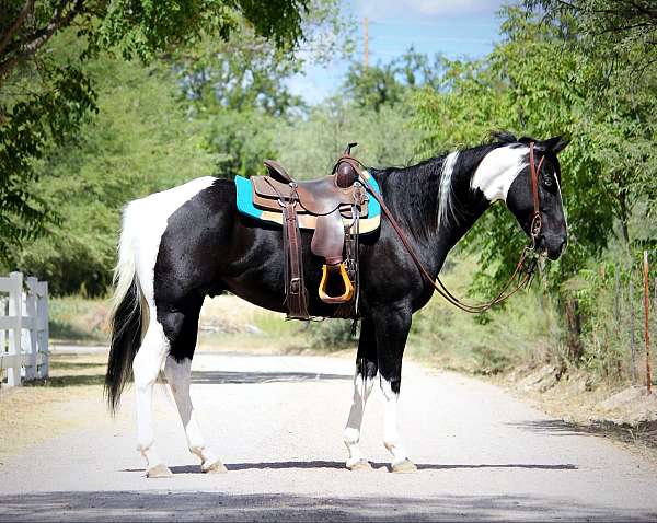 tobiano-blaze-horse