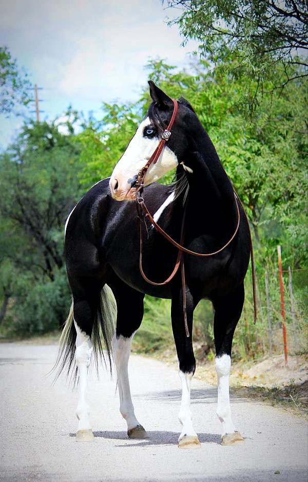 ranch-work-quarter-horse