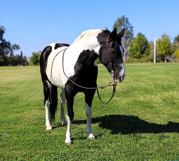 family-horse-quarter