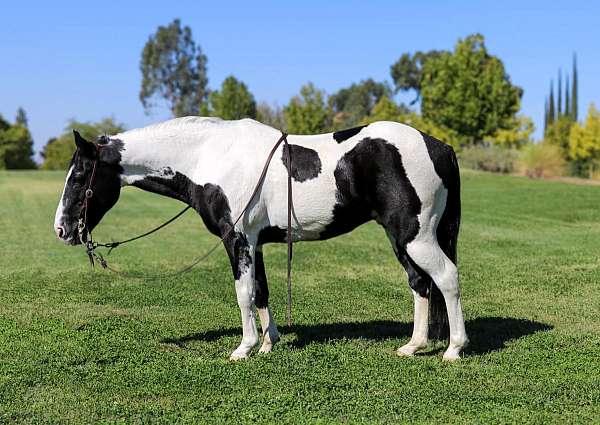 trail-quarter-horse