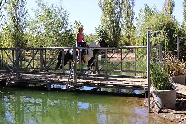 athletic-quarter-horse