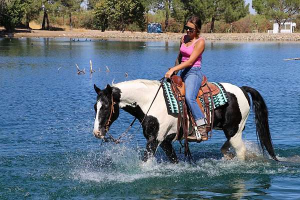 husband-safe-quarter-horse