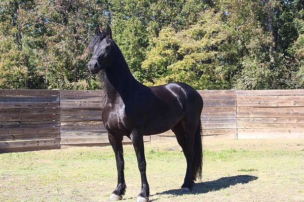 bloodlines-are-friesian-horse