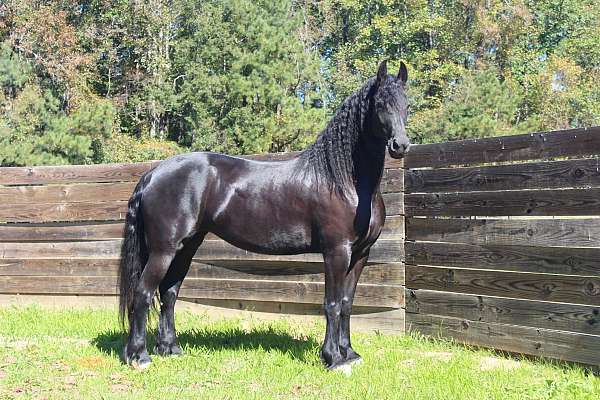 ewt-friesian-horse