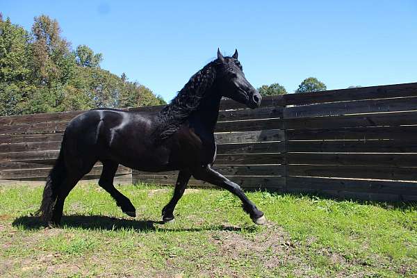 flu-friesian-horse