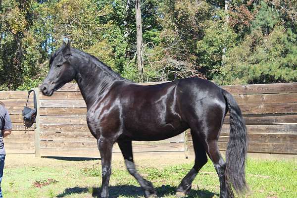 fully-vetted-friesian-horse