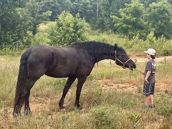 vaccine-friesian-horse