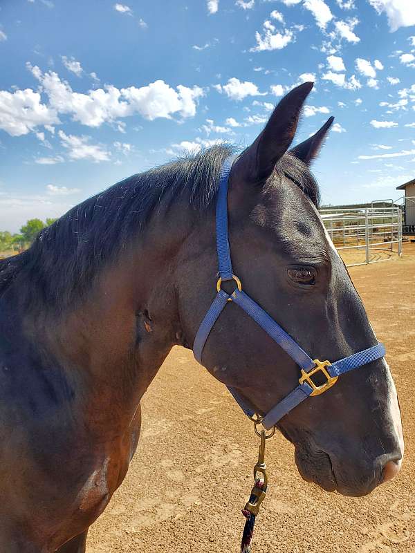 white-blaze-small-socks-horse