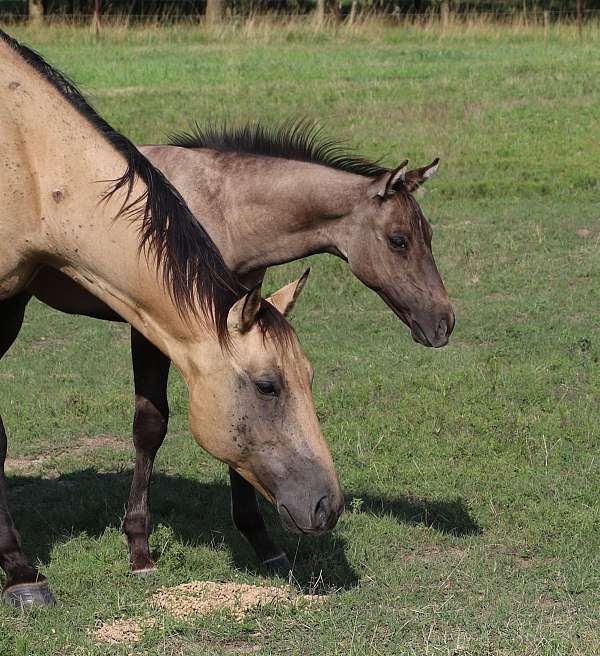 great-broodmare-filly