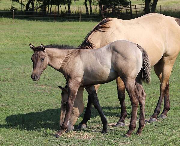 white-hairs-in-forehead-horse