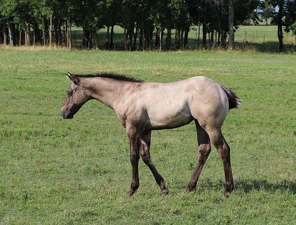 grulla-white-hairs-in-forehead-horse