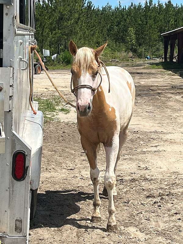 foundation-quarter-paint-horse