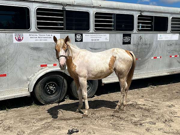 foundation-quarter-horse-paint