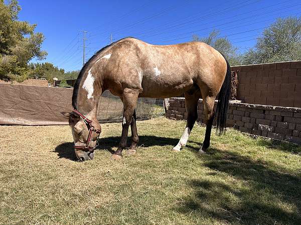 paint-gelding