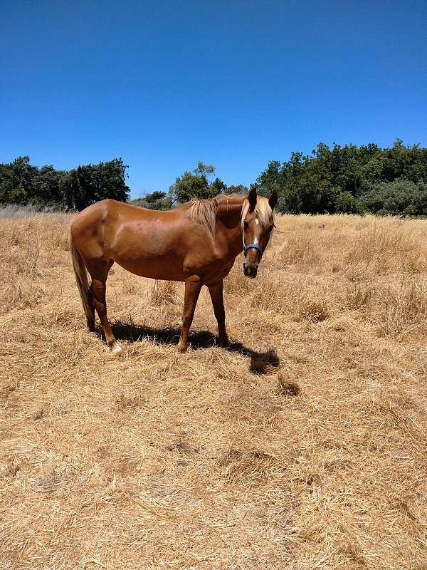 lunging-tennessee-walking-horse