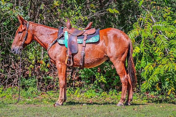 buckskin-star-horse