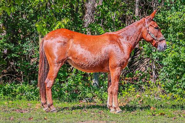 beginner-safe-quarter-horse