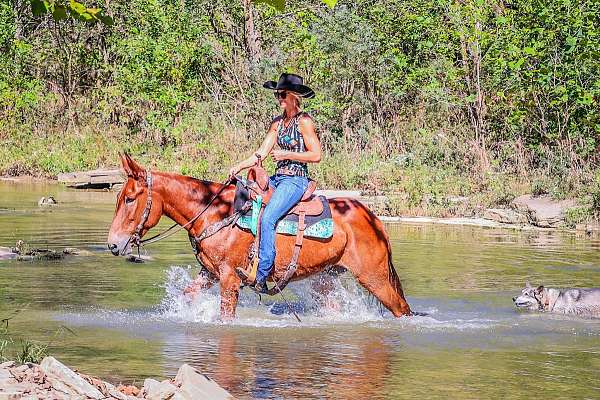 all-around-quarter-horse