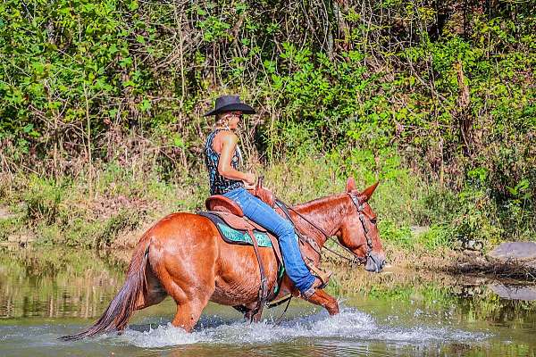 trail-quarter-horse