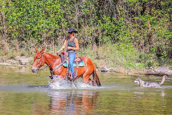 athletic-quarter-horse