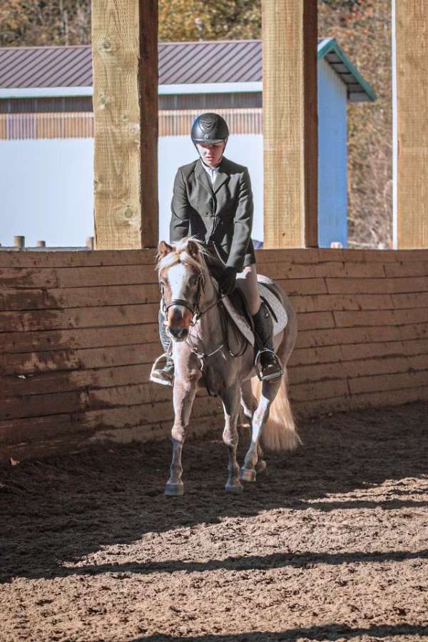 beginner-welsh-pony