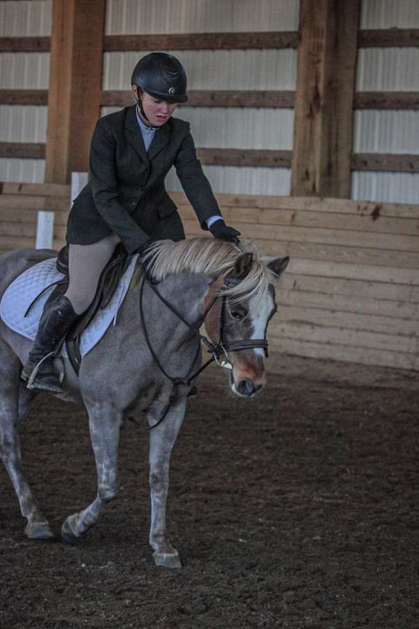 champion-welsh-pony