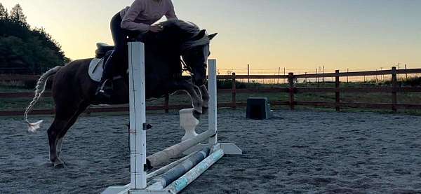 dressage-welsh-pony