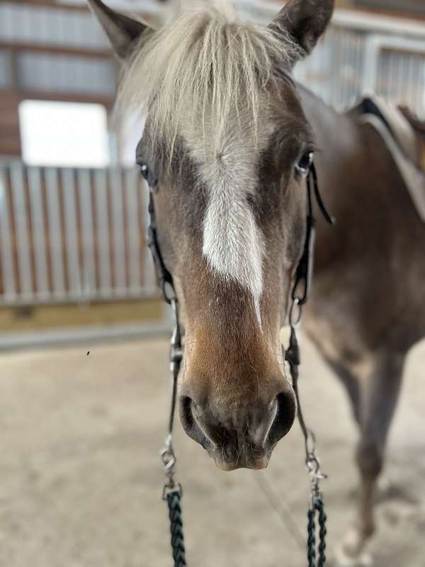 english-pleasure-welsh-pony