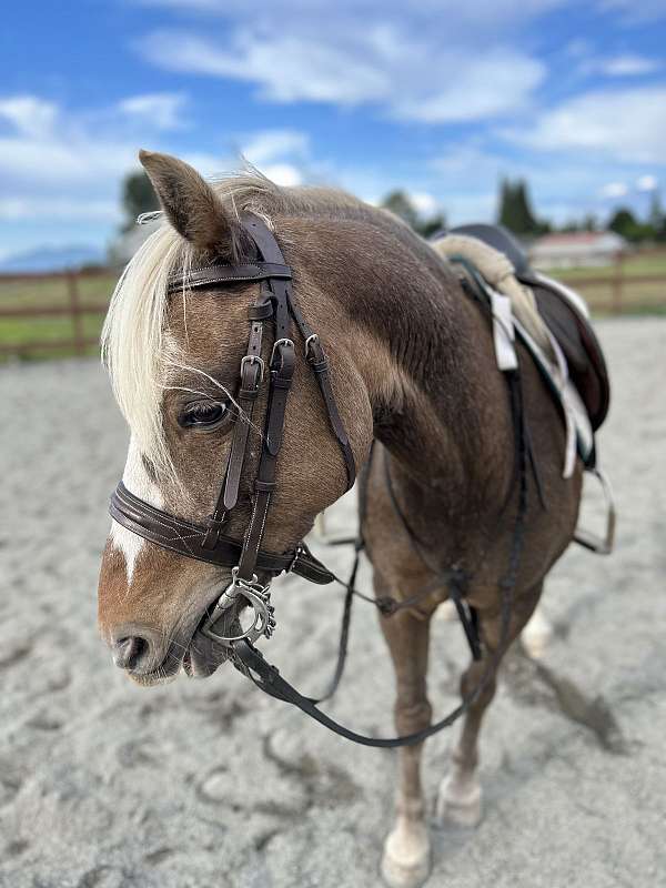 equitation-welsh-pony