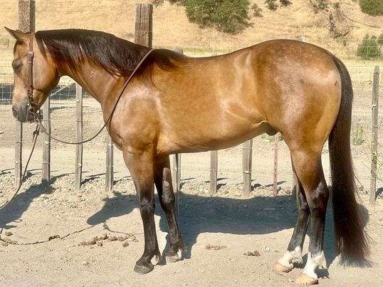 buckskin-rear-socks-horse