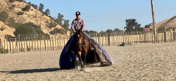 beginner-safe-quarter-horse