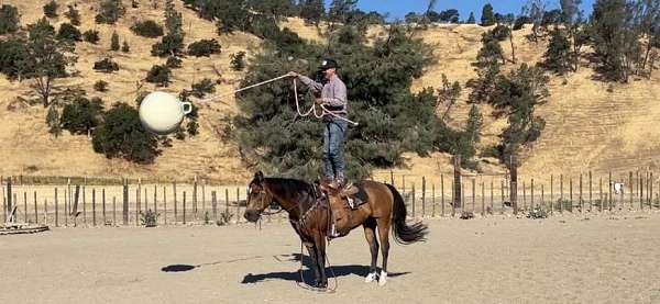 ranch-work-quarter-horse