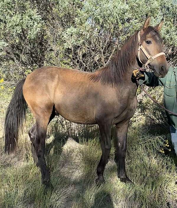 tennessee-walker-andalusian-horse