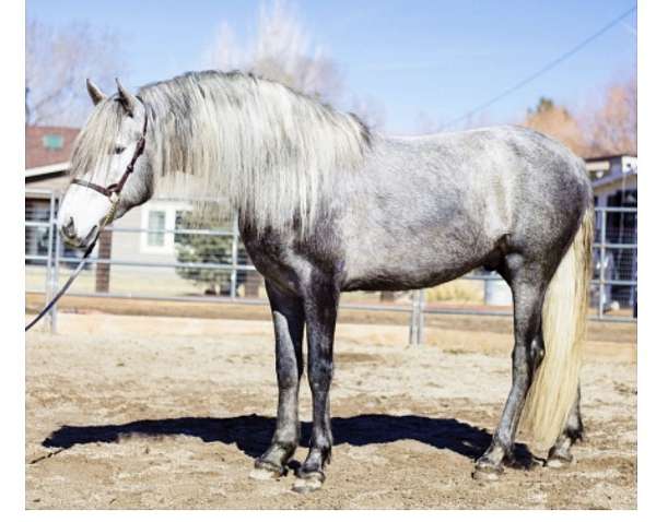 twh-andalusian-horse