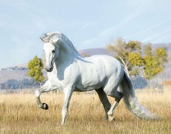 twh-for-sale-andalusian-horse