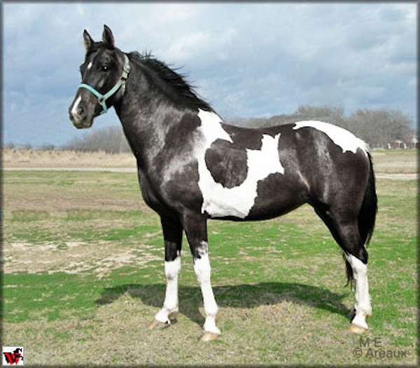 walker-andalusian-horse