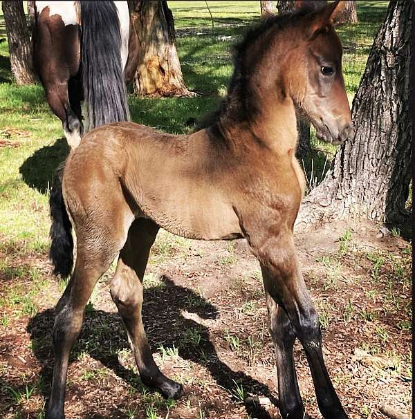 bay-roan-andalusian-colt