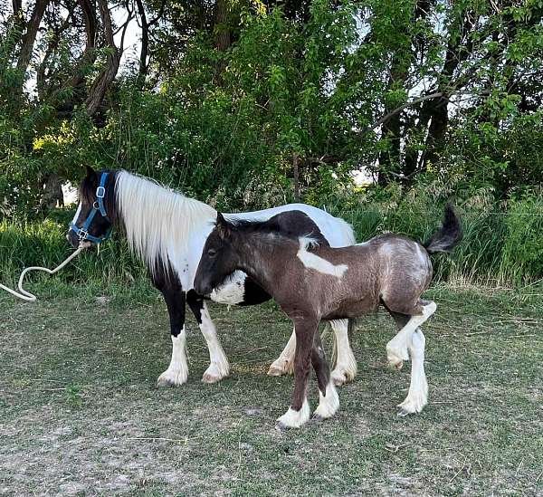 tobiano-pony-broodmare