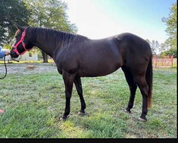 barrel-racing-quarter-horse